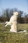 Golden Retriever shows trick