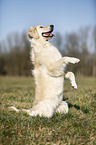 Golden Retriever shows trick