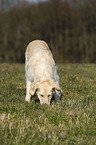 snuffling Golden Retriever