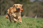 retrieving Golden Retriever