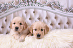 2 Golden Retriever Puppies