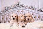 3 Golden Retriever Puppies