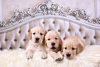 3 Golden Retriever Puppies