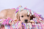 Golden Retriever Puppy