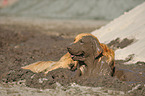 muddy Golden Retriever