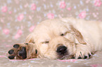 Golden Retriever Puppy