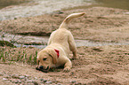 Golden Retriever Puppy