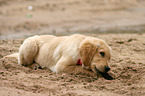 Golden Retriever Puppy