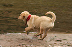 Golden Retriever Puppy