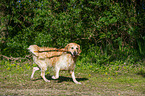 playing Golden Retriever