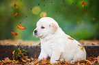 Golden Retriever Puppy