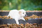 Golden Retriever Puppy