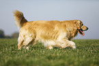 walking Golden Retriever