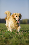 walking Golden Retriever