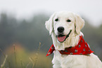 Golden Retriever with scarf