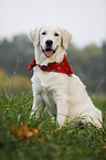 Golden Retriever with scarf