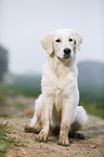 sitting Golden Retriever