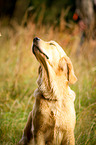 Golden Retriever Portrait