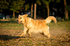 running Golden Retriever