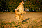 Golden Retriever jumps in the air