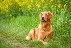 lying Golden Retriever