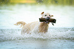 retrieving Golden Retriever