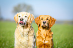 Golden Retriever double portrait