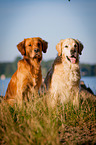 2 Golden Retriever