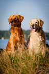 2 Golden Retriever