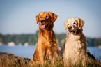 2 Golden Retriever