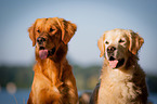 Golden Retriever double portrait