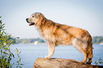 standing Golden Retriever