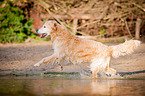 running Golden Retriever