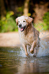 running Golden Retriever