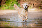 running Golden Retriever