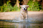 running Golden Retriever