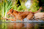 walking Golden Retriever