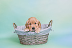 Golden Retriever Puppy