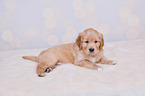 Golden Retriever Puppy