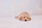 Golden Retriever Puppy