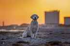 sitting Golden Retriever