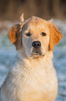 Golden Retriever Dog portrait