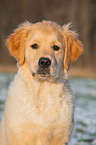 Golden Retriever Dog portrait