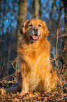 sitting Golden Retriever Dog