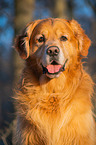 Golden Retriever Dog portrait