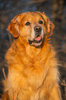 sitting Golden Retriever Dog