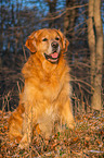 sitting Golden Retriever Dog