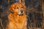 Golden Retriever Dog portrait