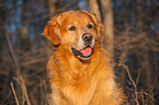 sitting Golden Retriever Dog