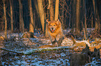 running Golden Retriever Dog